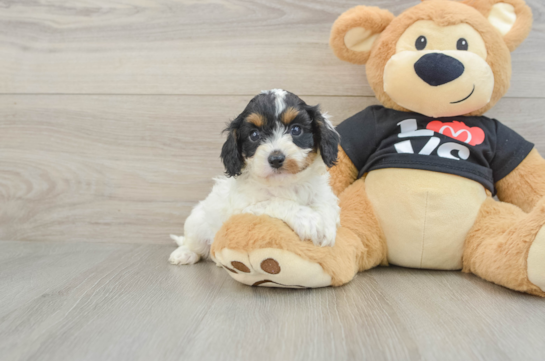 Cavapoo Pup Being Cute