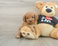 9 week old Cavapoo Puppy For Sale - Premier Pups