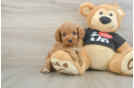 Funny Cavapoo Poodle Mix Pup