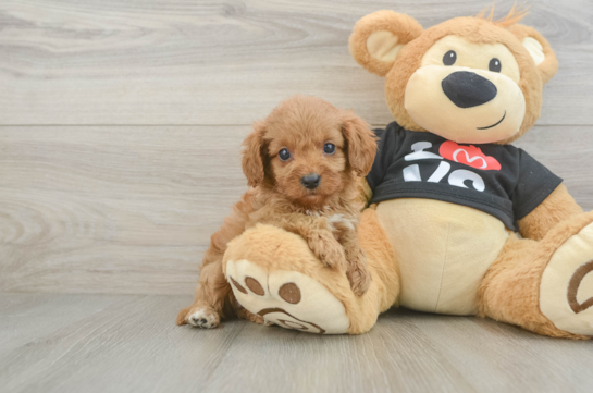 Funny Cavapoo Poodle Mix Pup