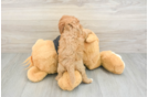 Best Cavapoo Baby