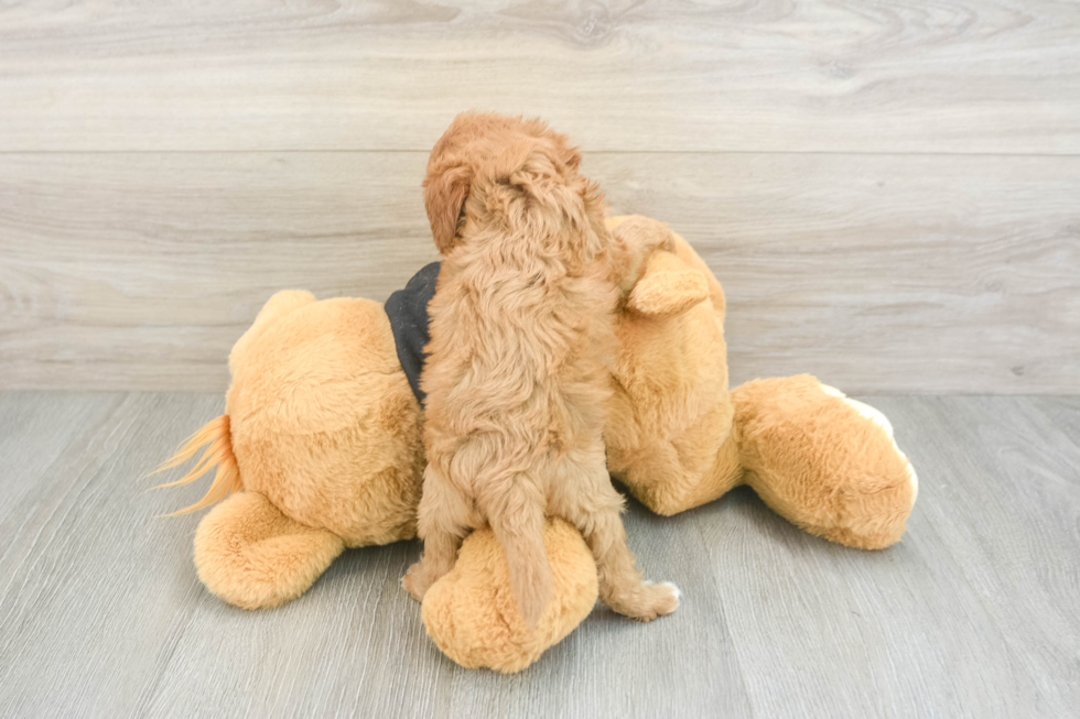 Best Cavapoo Baby