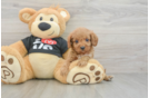 Sweet Cavapoo Baby
