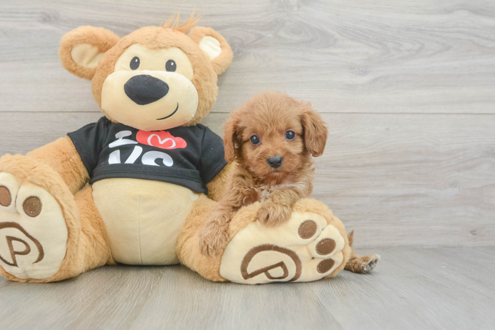 Sweet Cavapoo Baby
