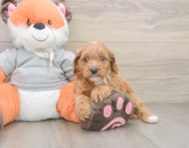 8 week old Cavapoo Puppy For Sale - Premier Pups