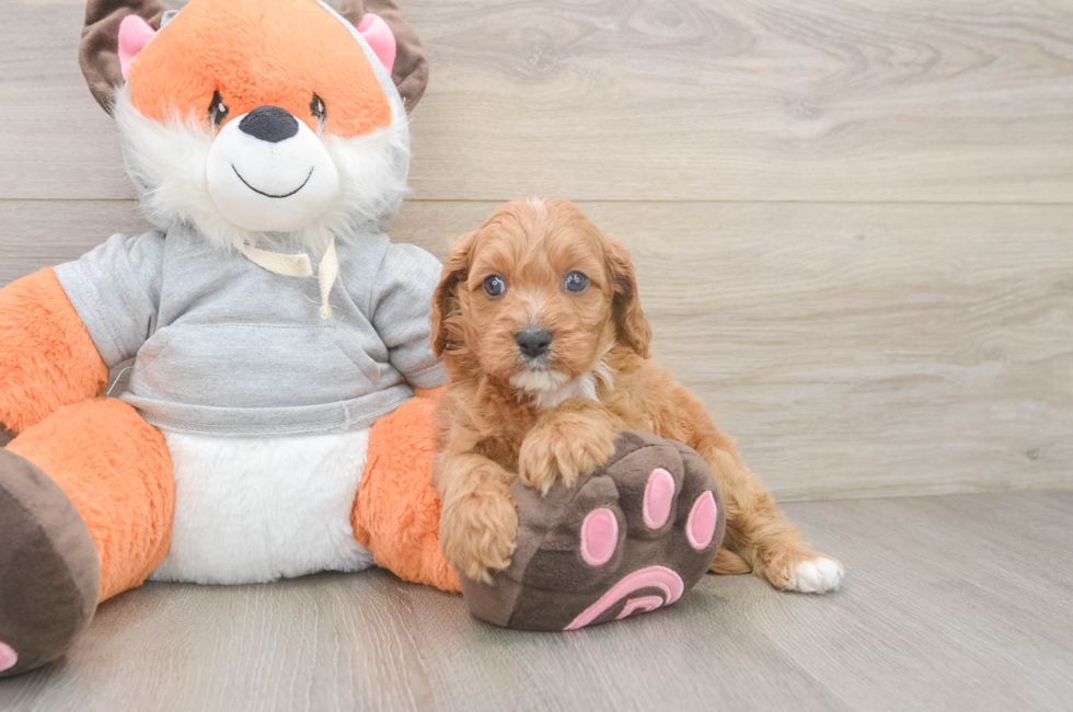 5 week old Cavapoo Puppy For Sale - Premier Pups