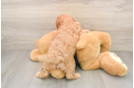 Smart Cavapoo Poodle Mix Pup