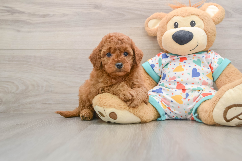 Small Cavapoo Baby