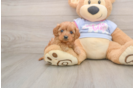 Playful Cavapoodle Poodle Mix Puppy