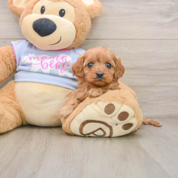 Best Cavapoo Baby