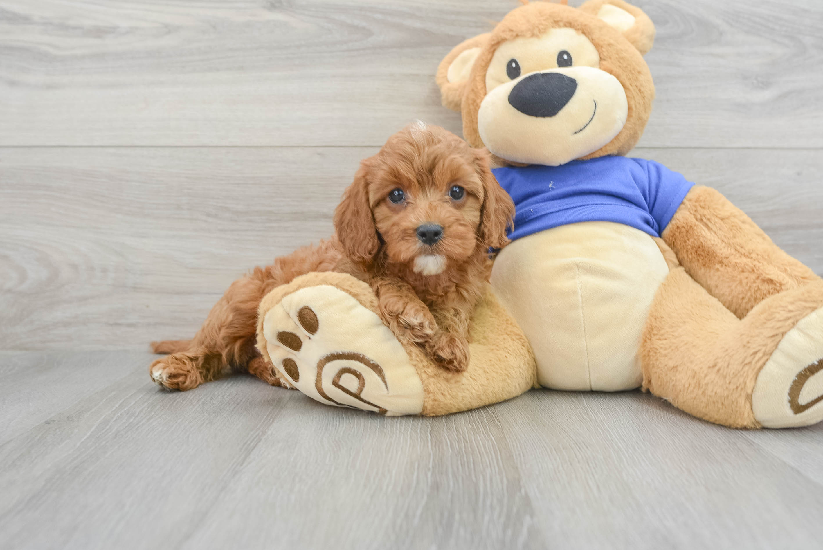 Popular Cavapoo Poodle Mix Pup