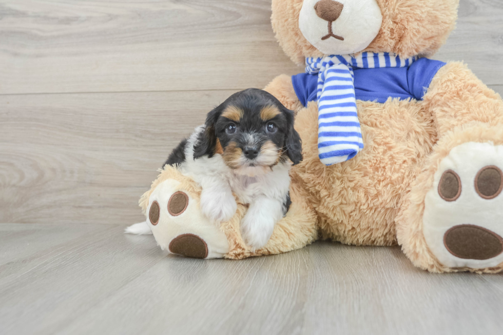 Cute Cavapoo Baby