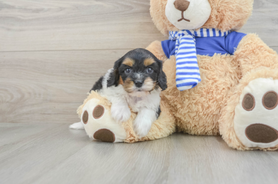 Cute Cavapoo Baby