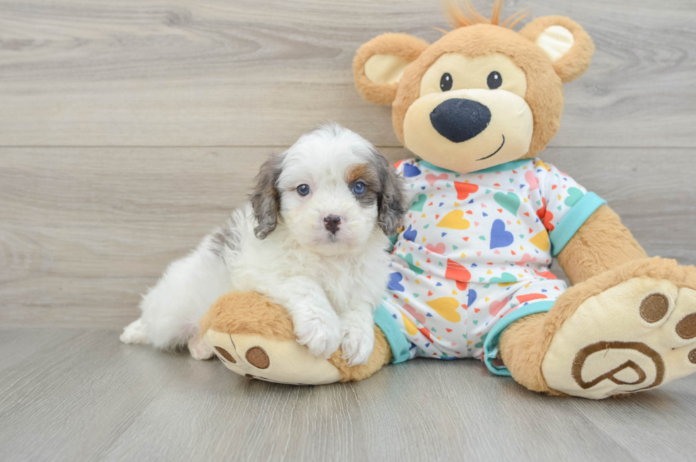 6 week old Cavapoo Puppy For Sale - Premier Pups
