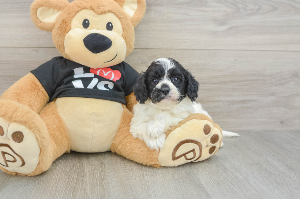 7 week old Cavapoo Puppy For Sale - Premier Pups