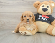 9 week old Cavapoo Puppy For Sale - Premier Pups