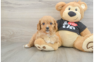 Cavapoo Puppy for Adoption