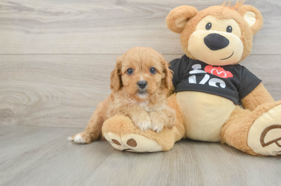 7 week old Cavapoo Puppy For Sale - Premier Pups