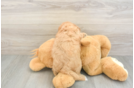 Energetic Cavoodle Poodle Mix Puppy