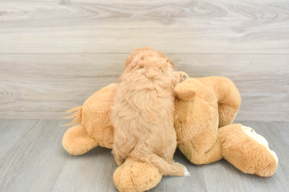 Energetic Cavoodle Poodle Mix Puppy