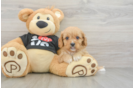 Playful Cavapoodle Poodle Mix Puppy