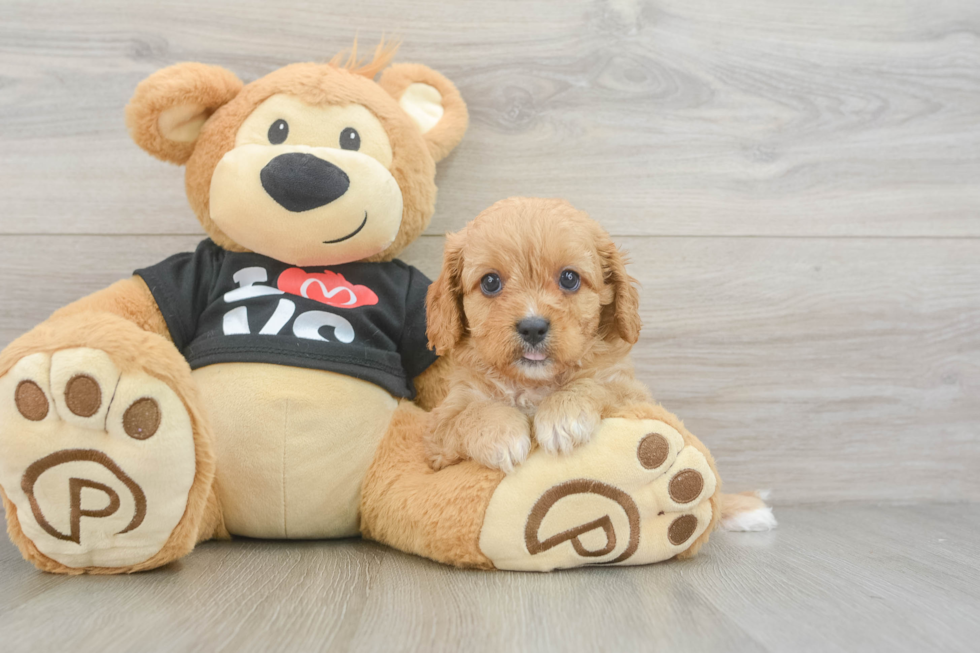 Playful Cavapoodle Poodle Mix Puppy