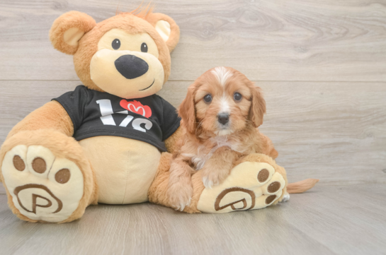Cavapoo Puppy for Adoption