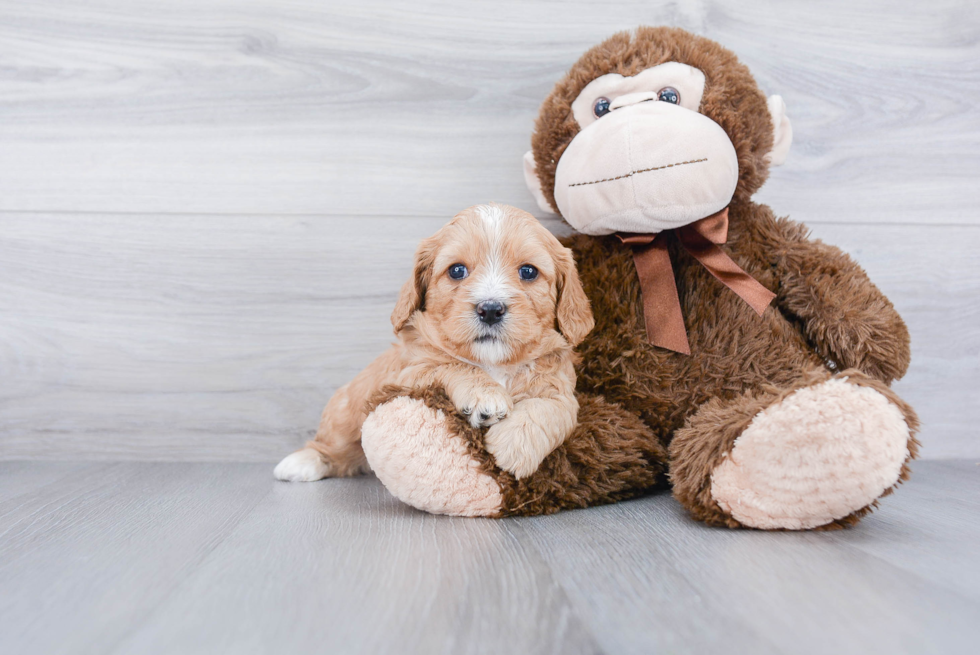 Playful Cavoodle Poodle Mix Puppy