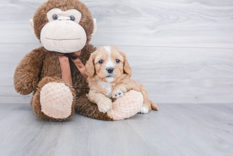 Friendly Cavapoo Baby