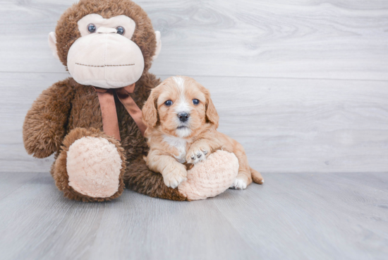 Friendly Cavapoo Baby