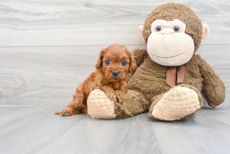 Friendly Cavapoo Baby