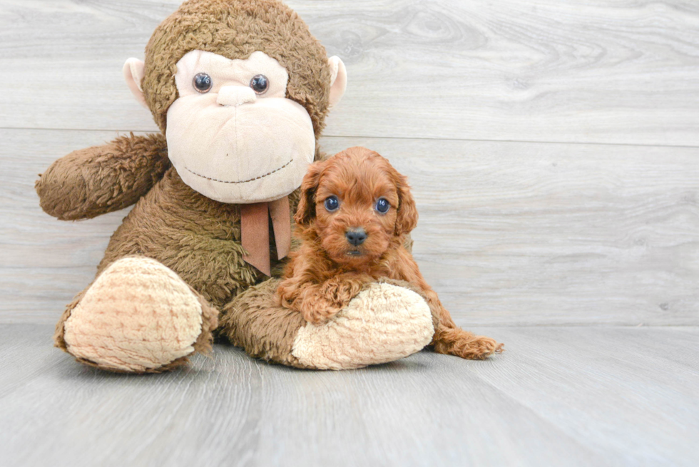 Cavapoo Puppy for Adoption