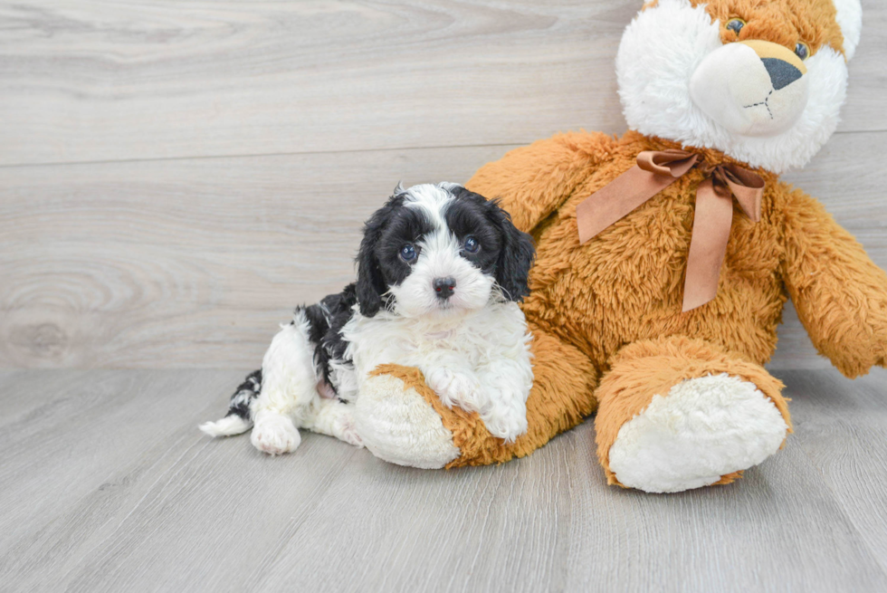 Best Cavapoo Baby