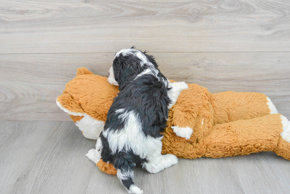 Adorable Cavoodle Poodle Mix Puppy