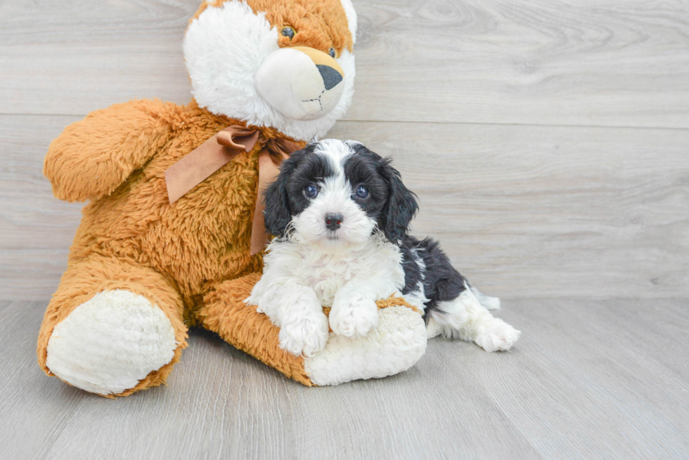 Adorable Cavoodle Poodle Mix Puppy