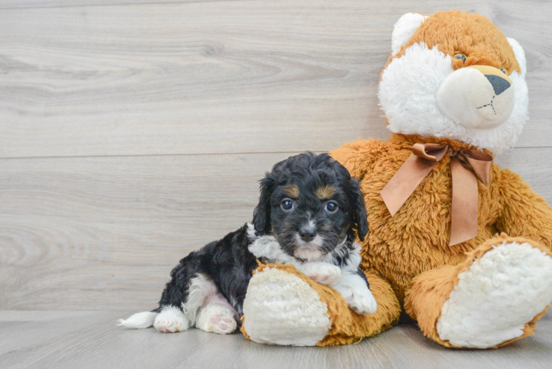 Meet Boomer - our Cavapoo Puppy Photo 1/4 - Premier Pups