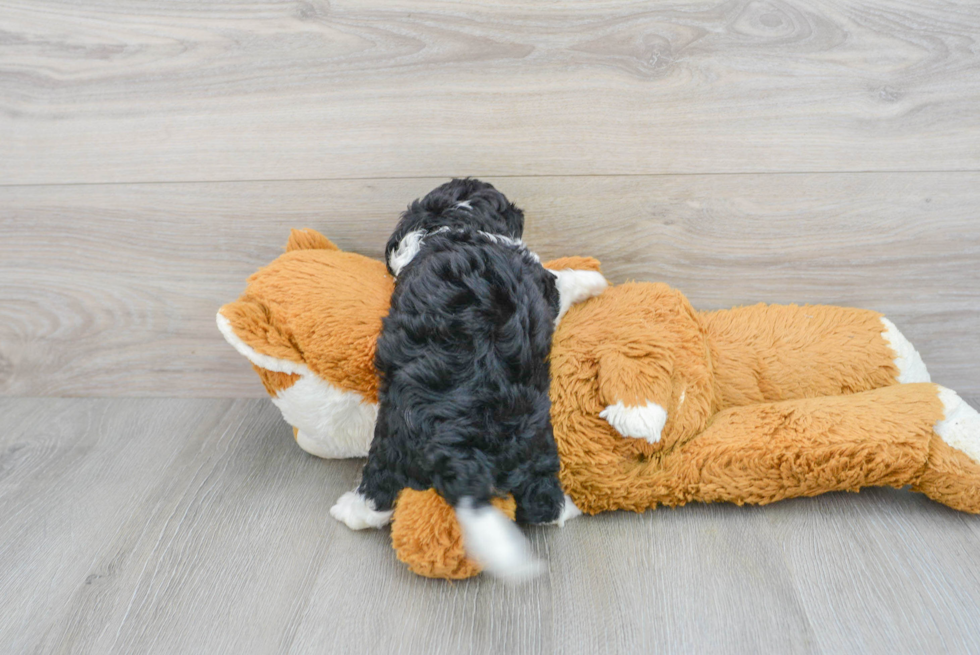 Cavapoo Puppy for Adoption