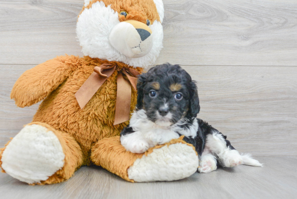 Little Cavoodle Poodle Mix Puppy