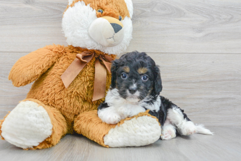 Meet Boomer - our Cavapoo Puppy Photo 3/4 - Premier Pups
