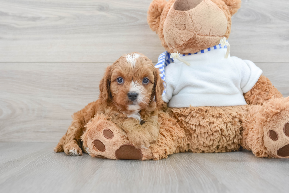 Best Cavapoo Baby