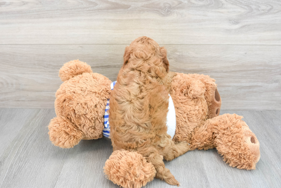 Cavapoo Pup Being Cute