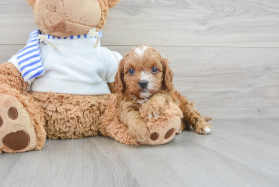 Cavapoo Pup Being Cute