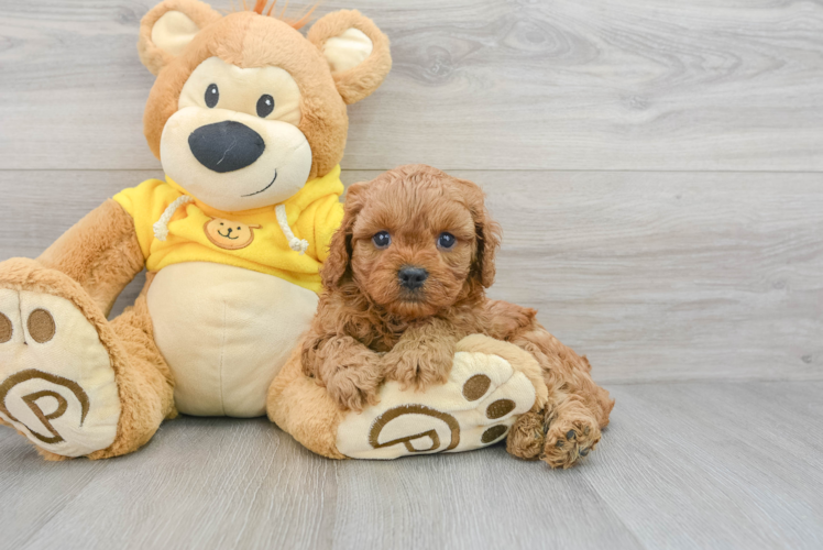 Playful Cavoodle Poodle Mix Puppy