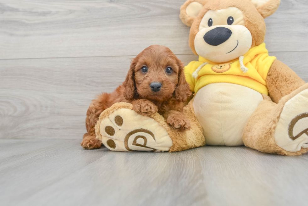 Cavapoo Pup Being Cute