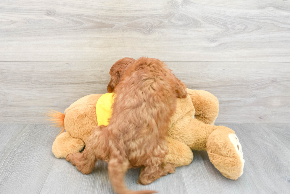 Happy Cavapoo Baby