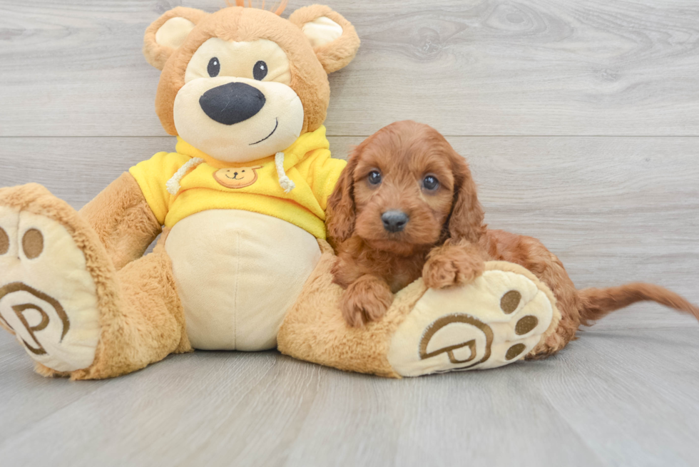 Playful Cavoodle Poodle Mix Puppy