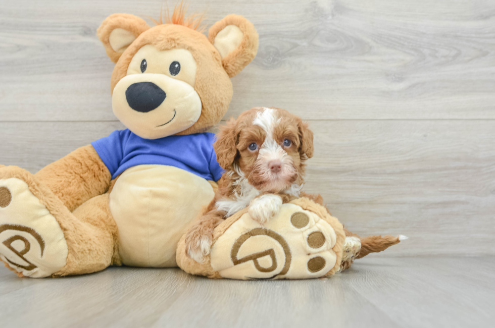 6 week old Cavapoo Puppy For Sale - Premier Pups