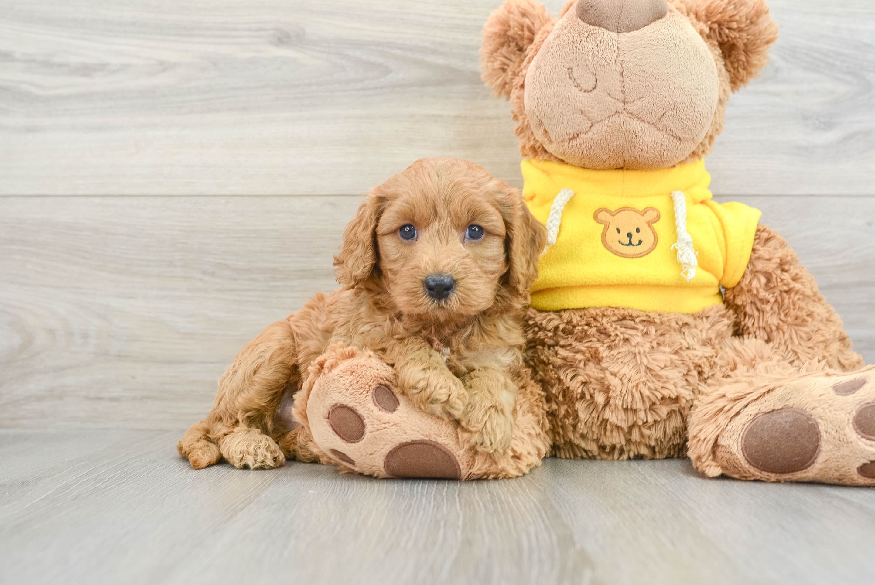 Cavapoo Pup Being Cute