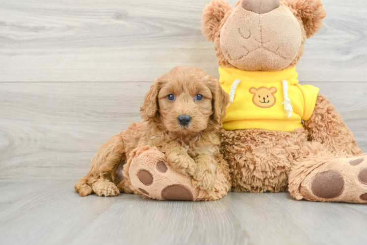 Cavapoo Pup Being Cute