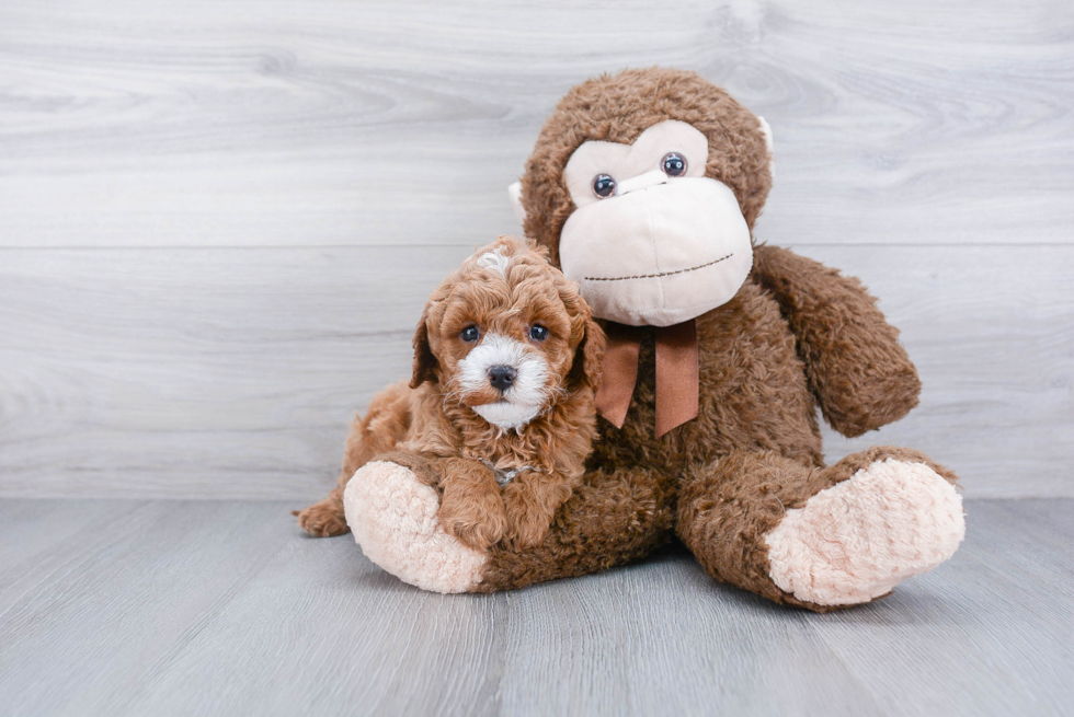 Adorable Cavoodle Poodle Mix Puppy